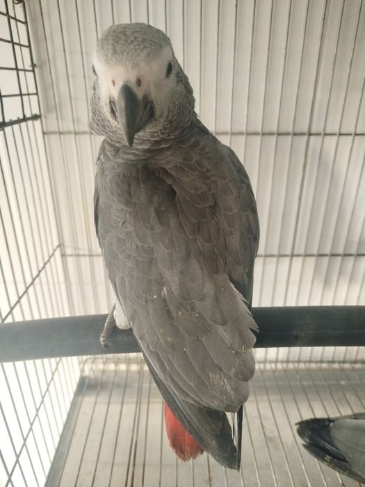 Psittacus erithacus erithacus