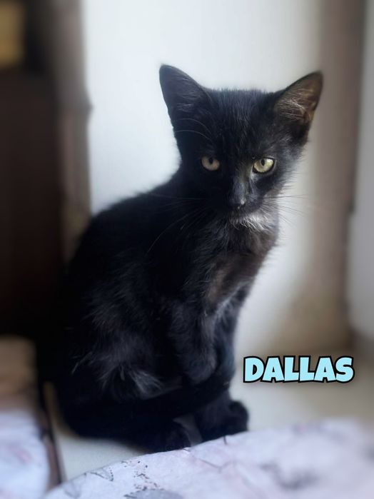 Półroczne kocurki szukają miłości