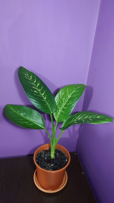 Діфенбахія вазон, кімнатна рослина