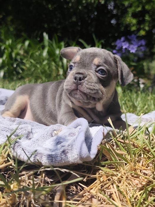 Bulldog blue tan