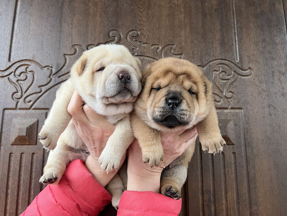 Шарпейчики -ведмедики . Доставка!