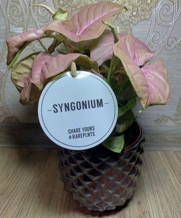 Сингониум Неон Пинк