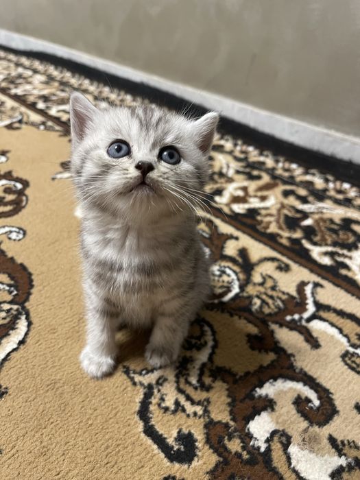 Шотландські кошенята