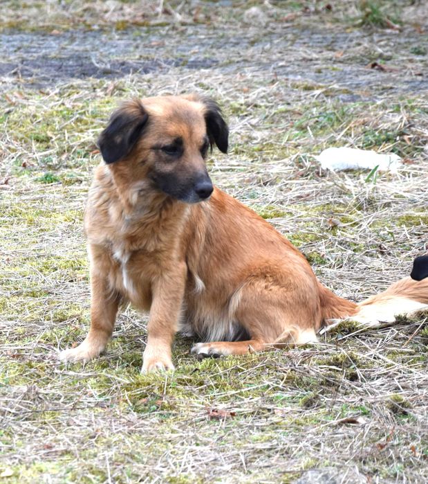 Mała, śliczna, grzeczna, kochana, tulaśna, bezdomna sunia prosi o dom