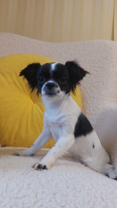 Дівчинка Чихуахуа