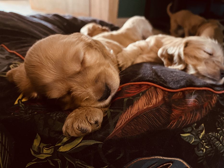 Cocker spaniel angielski