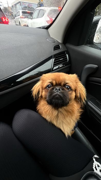 Пекінес для вʼязки