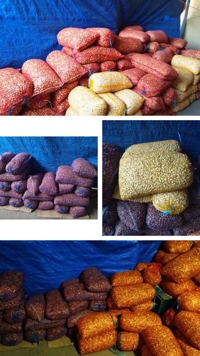 Лук севок, арпаж, тыканка