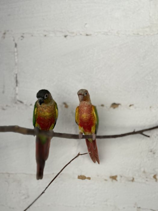 Vendo casal de pyrrhurras