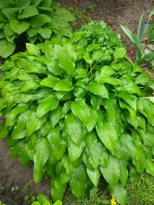 Хосты разных размеров, от 10 грн за деленку