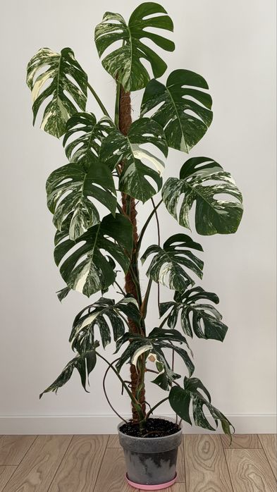 Monstera variegata 15 lisci 160 cm