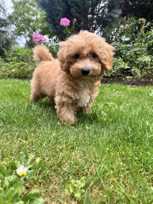 Maltipoo piesek.