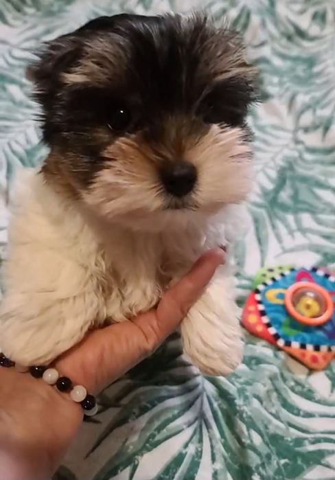 Хлопчик Беббі Фейс  ШОУ клас  Дніпро Доставка