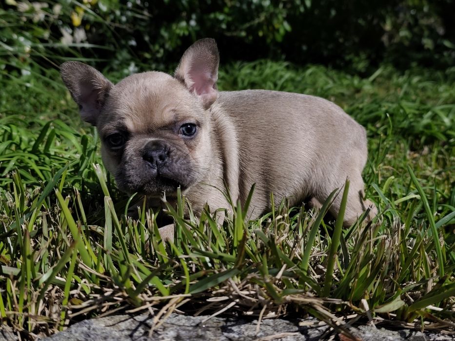 Bulldog blue fawn  macho