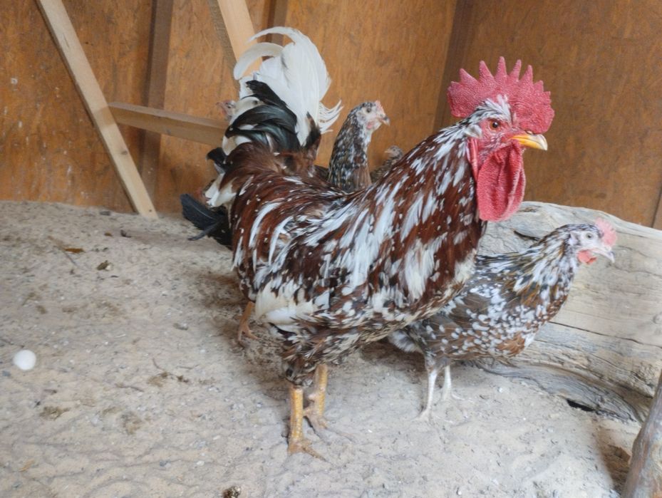 Pisklęta kur dominant tricolor