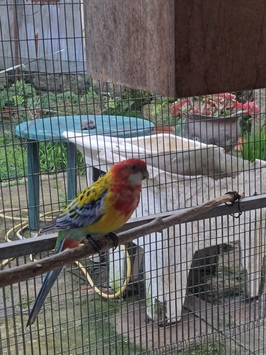 2 machos Roselas omnicolor 17/25