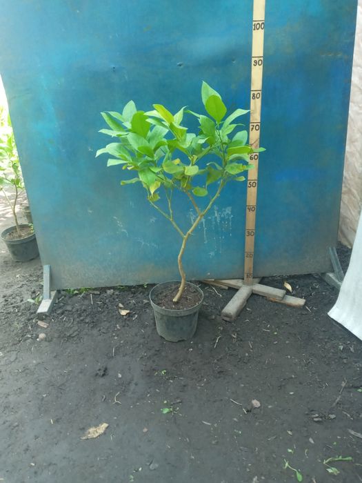 Лимон штамб Павловский