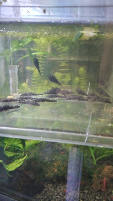 Ancistrus sp com 5a6cm
