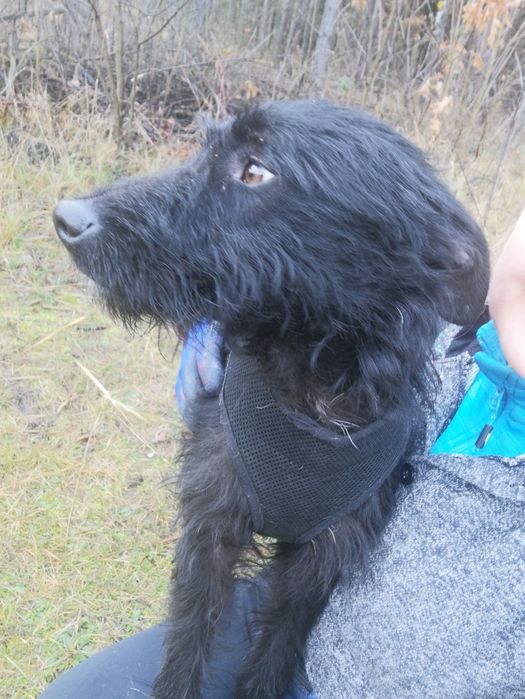 WĘGIELEK młody energiczny piesek szuka domu