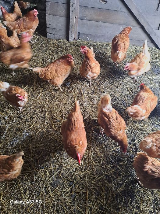 Kury nioski  brazowe