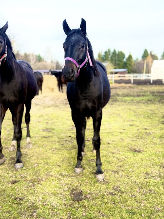 Piękna grzeczna młoda klacz do ambitnej rekreacji