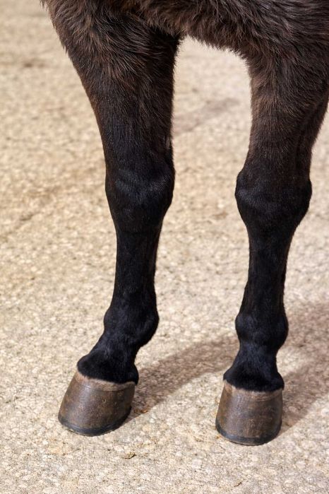 Macho (Mular) à Venda – Excelente Estado