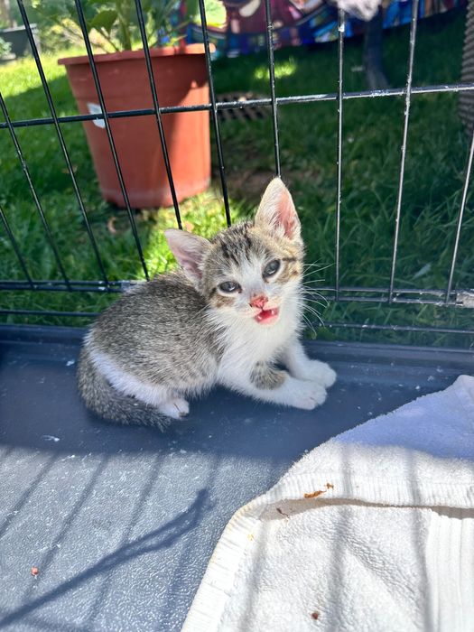 Gatinhos para doação