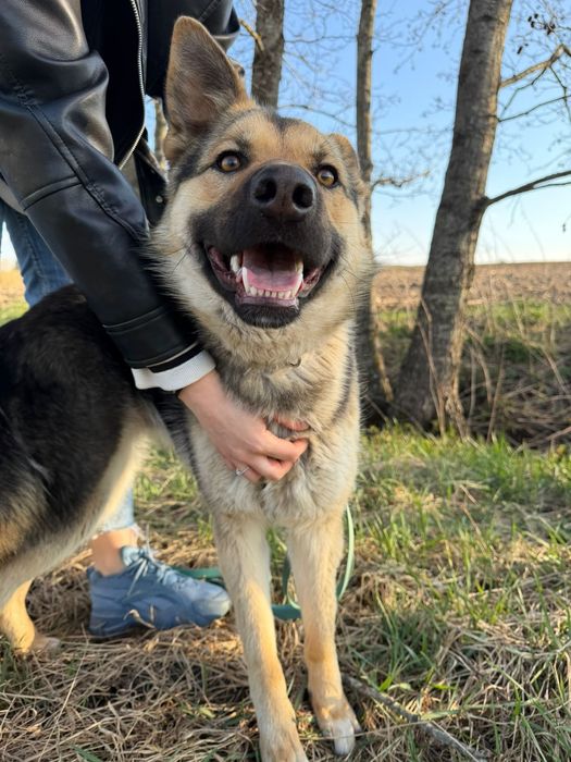 młoda suczka do adopcji