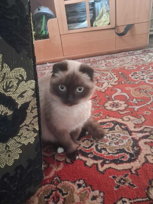 Потрібен кіт для в'язки шотландець висловухий