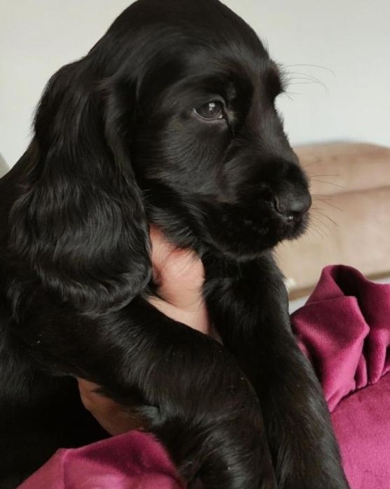 Wyjątkowej urody piesek rasy Cocker spaniel
