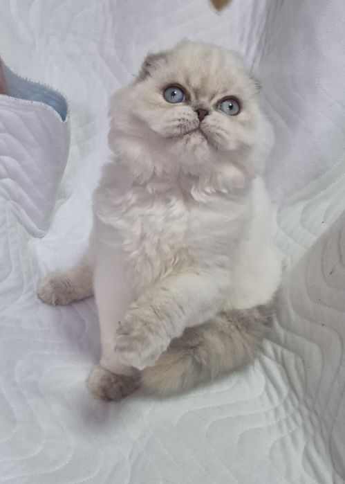 Голубоглаза красуня!