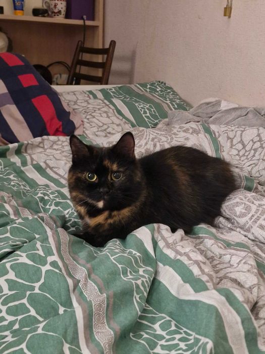 Марселін, Кішка.