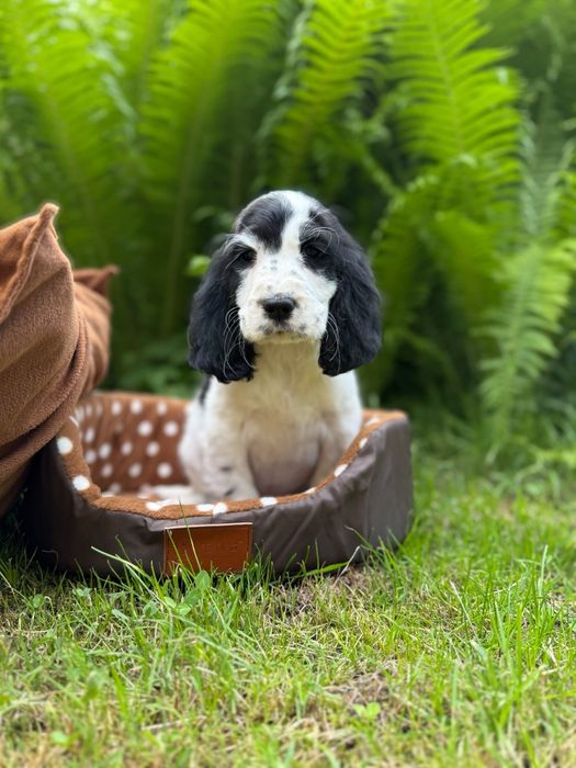 Cocker spaniel angielski Piesek