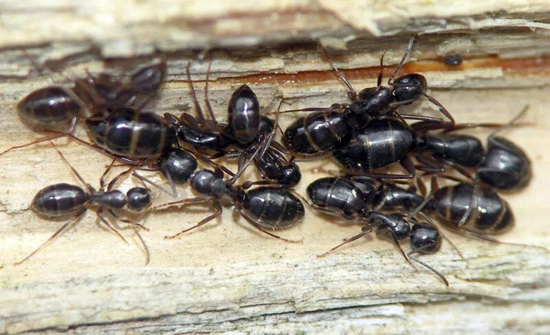 Мурахи  Camponotus fallax