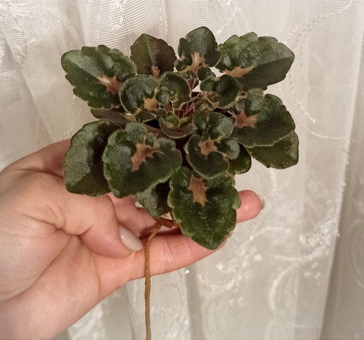 Мини, полумини фиалки