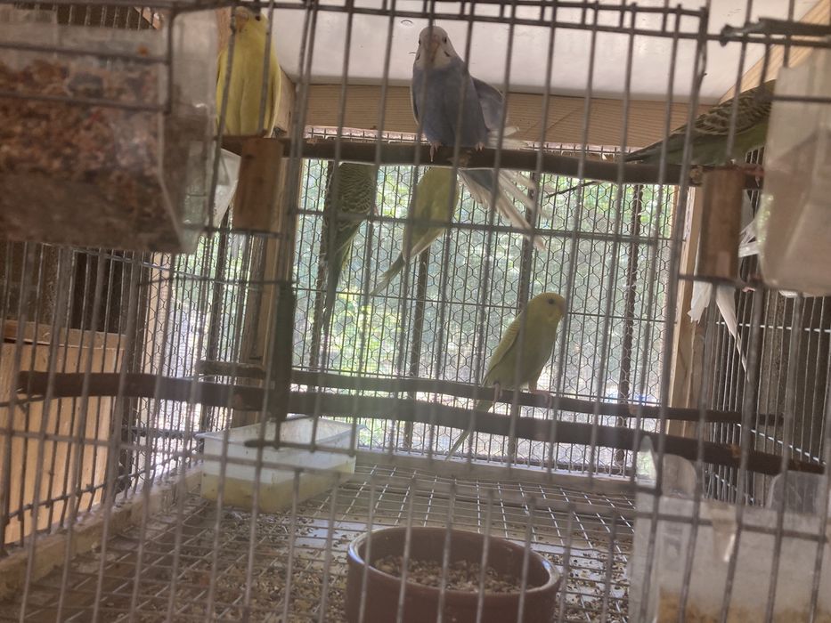 Periquitos várias cores 2024