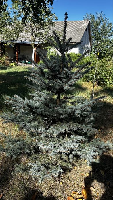 Ялина блакитна 1,5 м