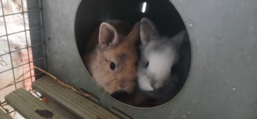 Coelhos anões machos