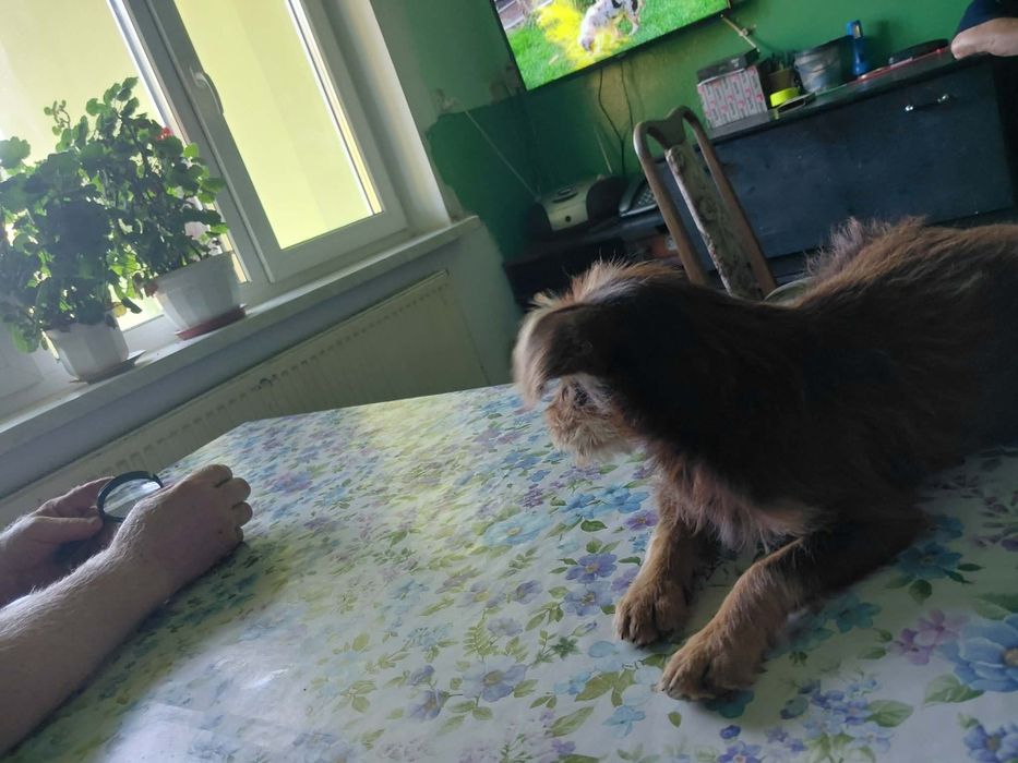 Oddam pieska w dobre ręce