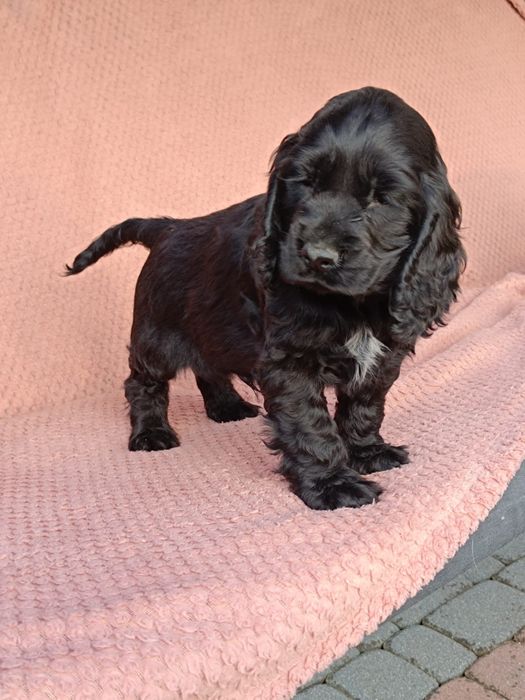 Cocker spaniel angielski Piesek !