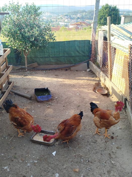Ovos caseiros galinha