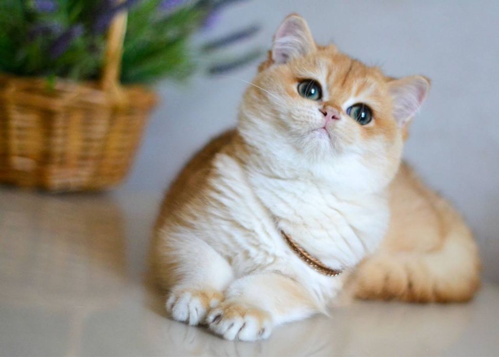 Британська золота шиншила bri by 11(12)