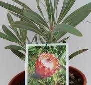 Plantas Proteas várias qualidades