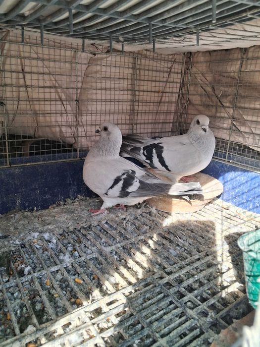 gołębie damasceńskie