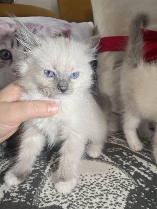 Kot kotka kocurek koteczka Ragdoll Ragdolle