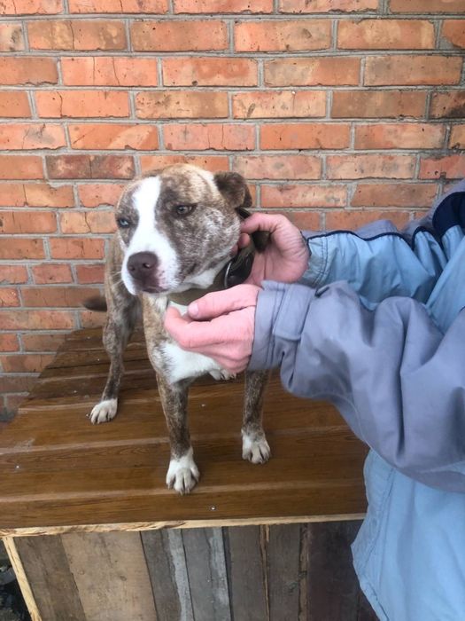 Віддамо в люблячі руки щеня поміс стаф+хаскі