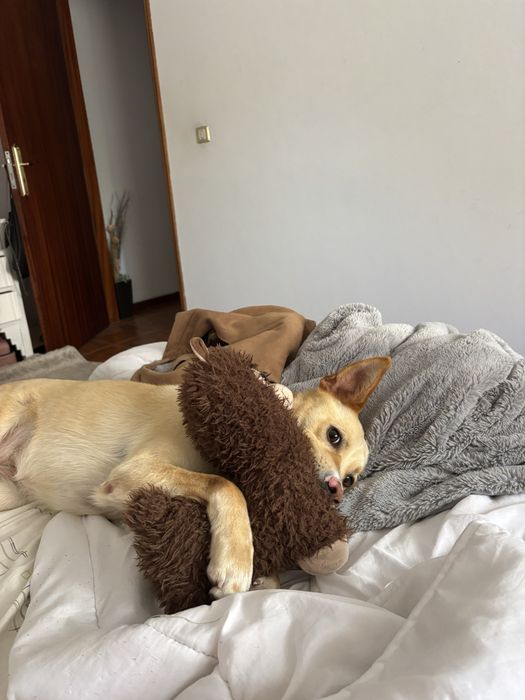 DOG WALKING & PET SITTING | Vilamoura, Quarteira, Boliqueime, Almancil, Quinta do Lago e Vale do Lobo