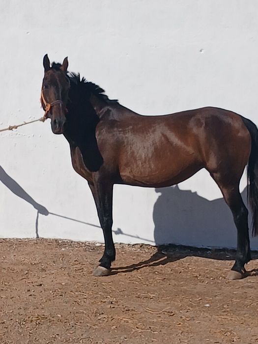 vendo egua montada engatada mansa