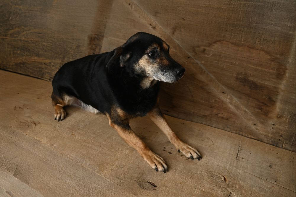 Borus szuka kochającego domu