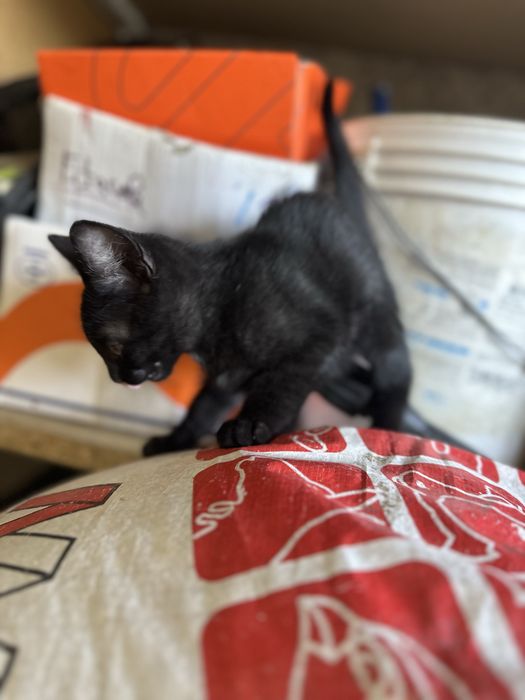 Gatinhos para dar
